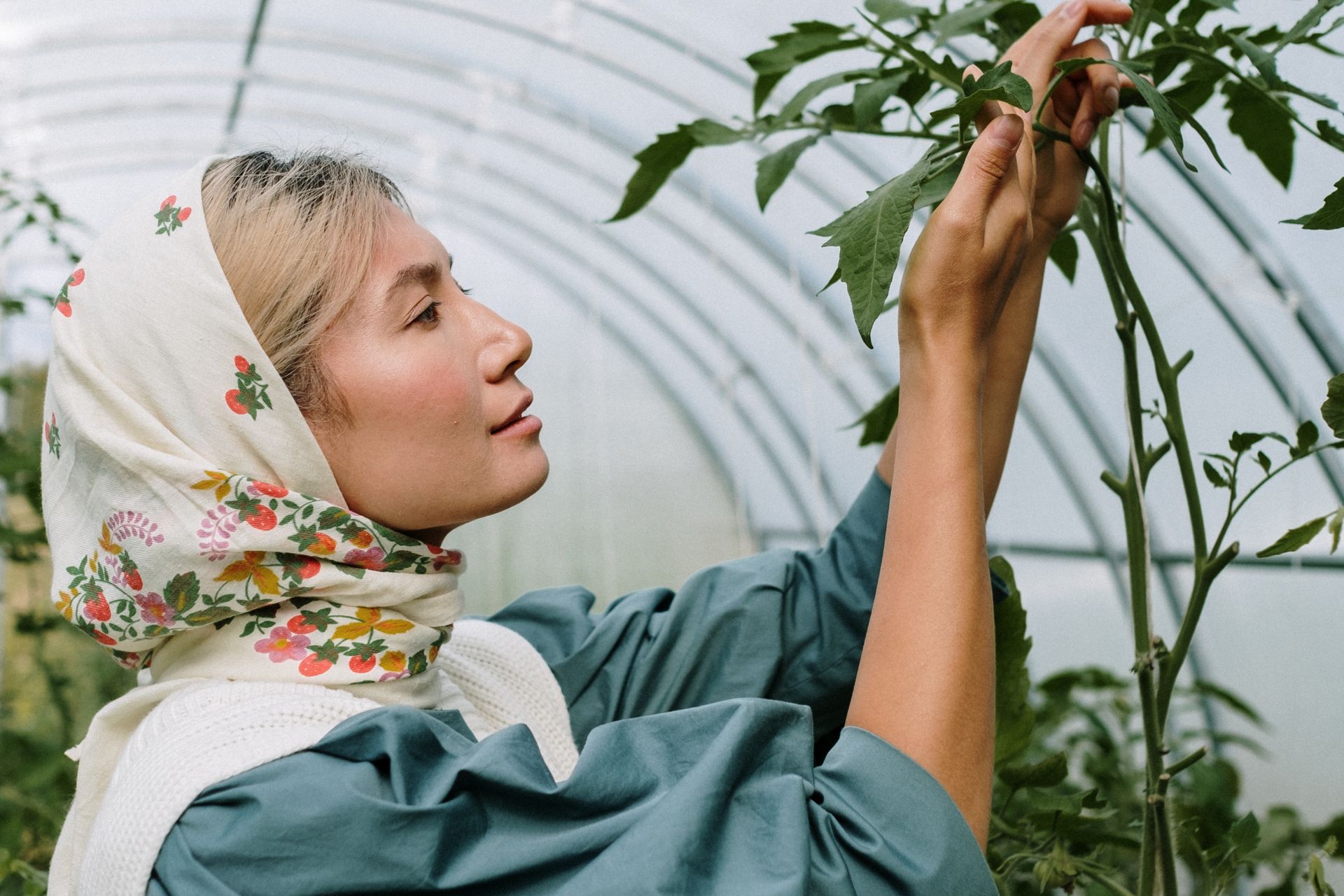 Grower checking tomato plant leaves inside a greenhouse